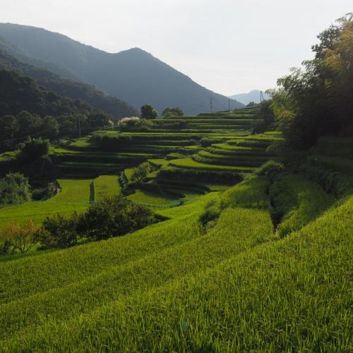 Terraced rice field in Nakayama